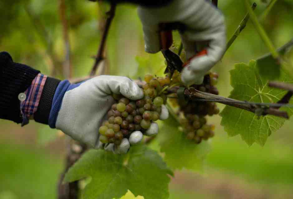 I danni e l'ipocrisia degli ecoterroristi che distruggono piante di vite in Valpolicella