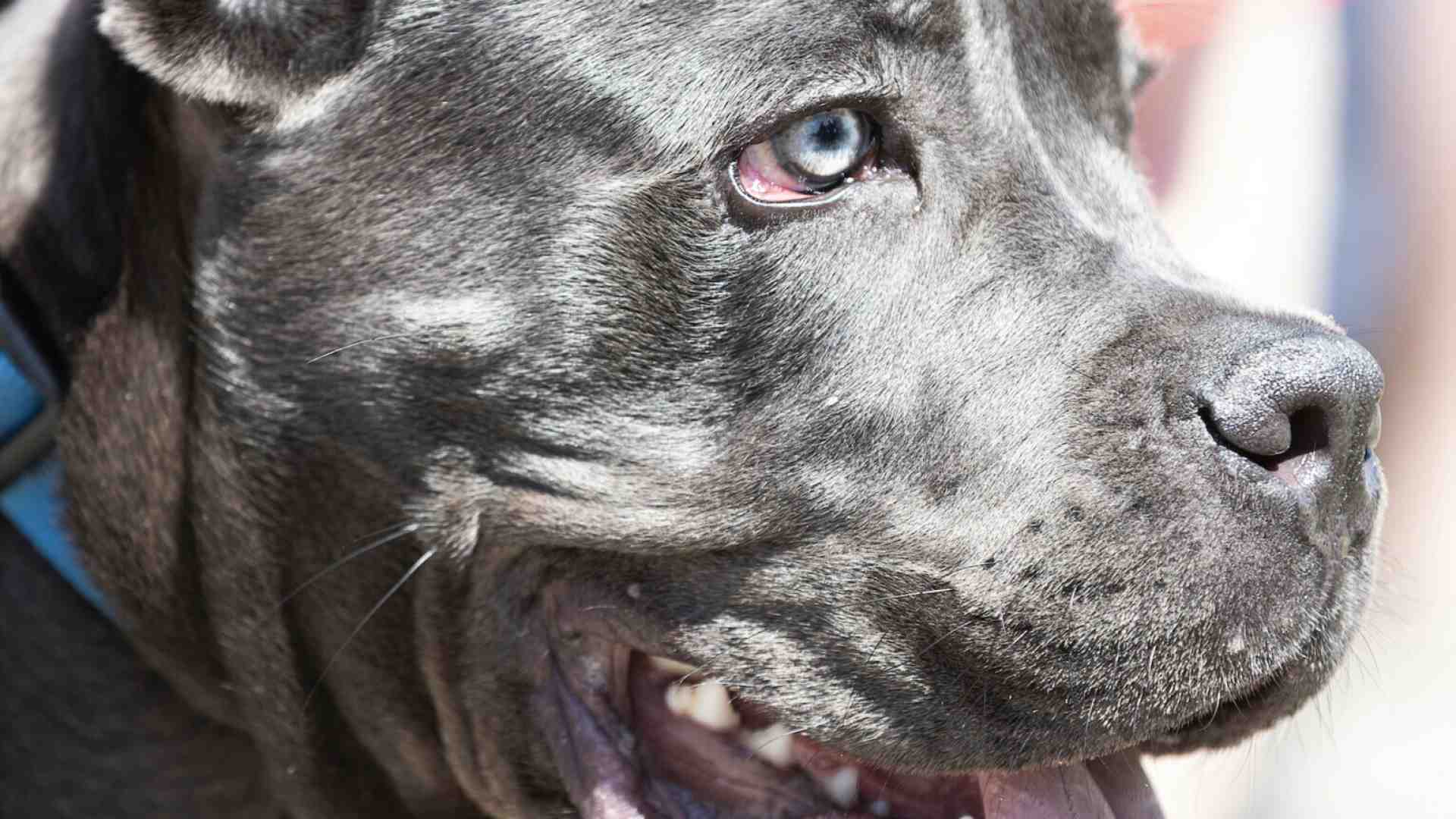 Con i pitbull l'amore per gli animali non c'entra, è solo narcisismo testosteronico