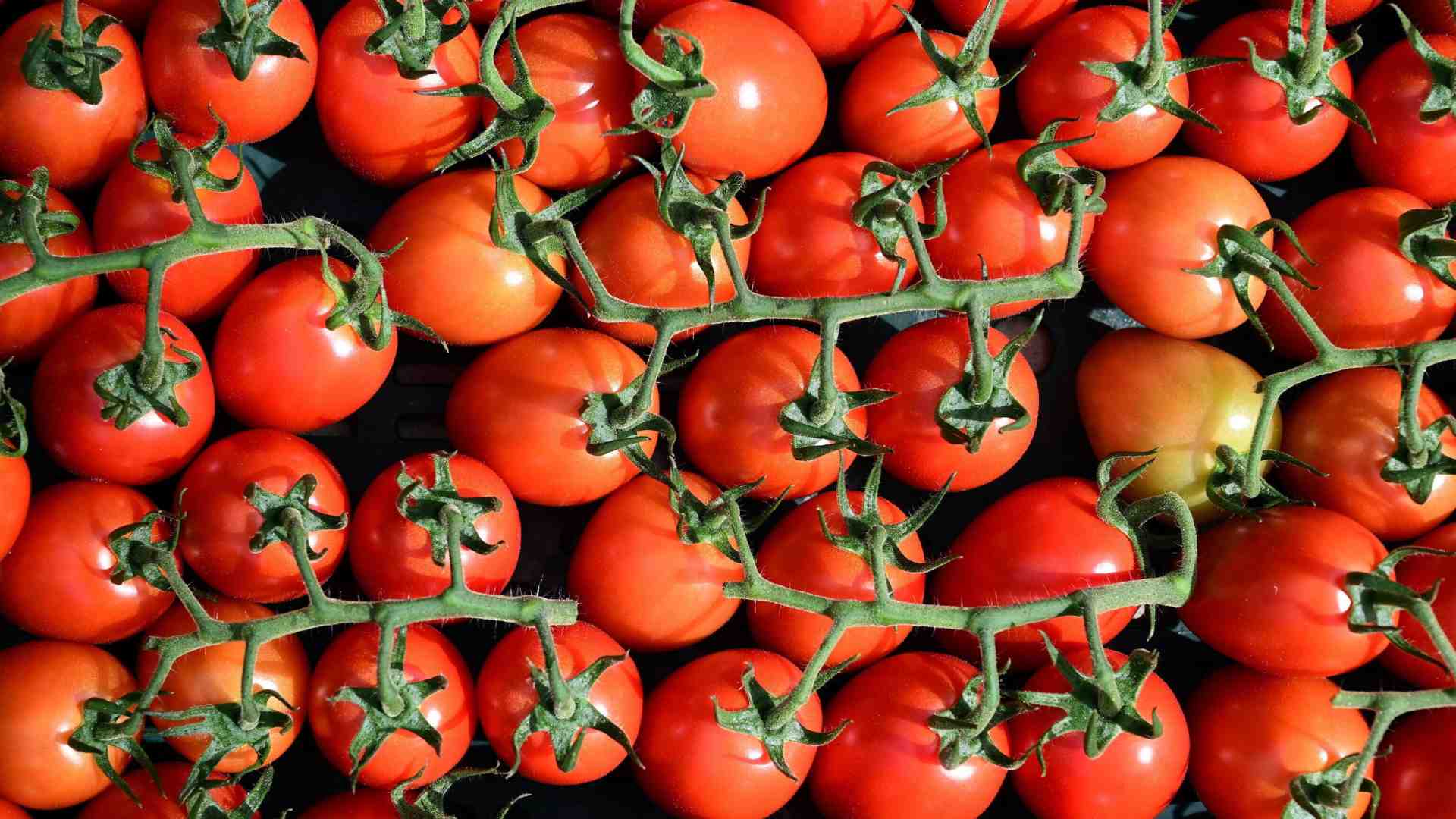 Difendere l’interesse nazionale difendendo il nostro export. Parla il capo di Confagricoltura