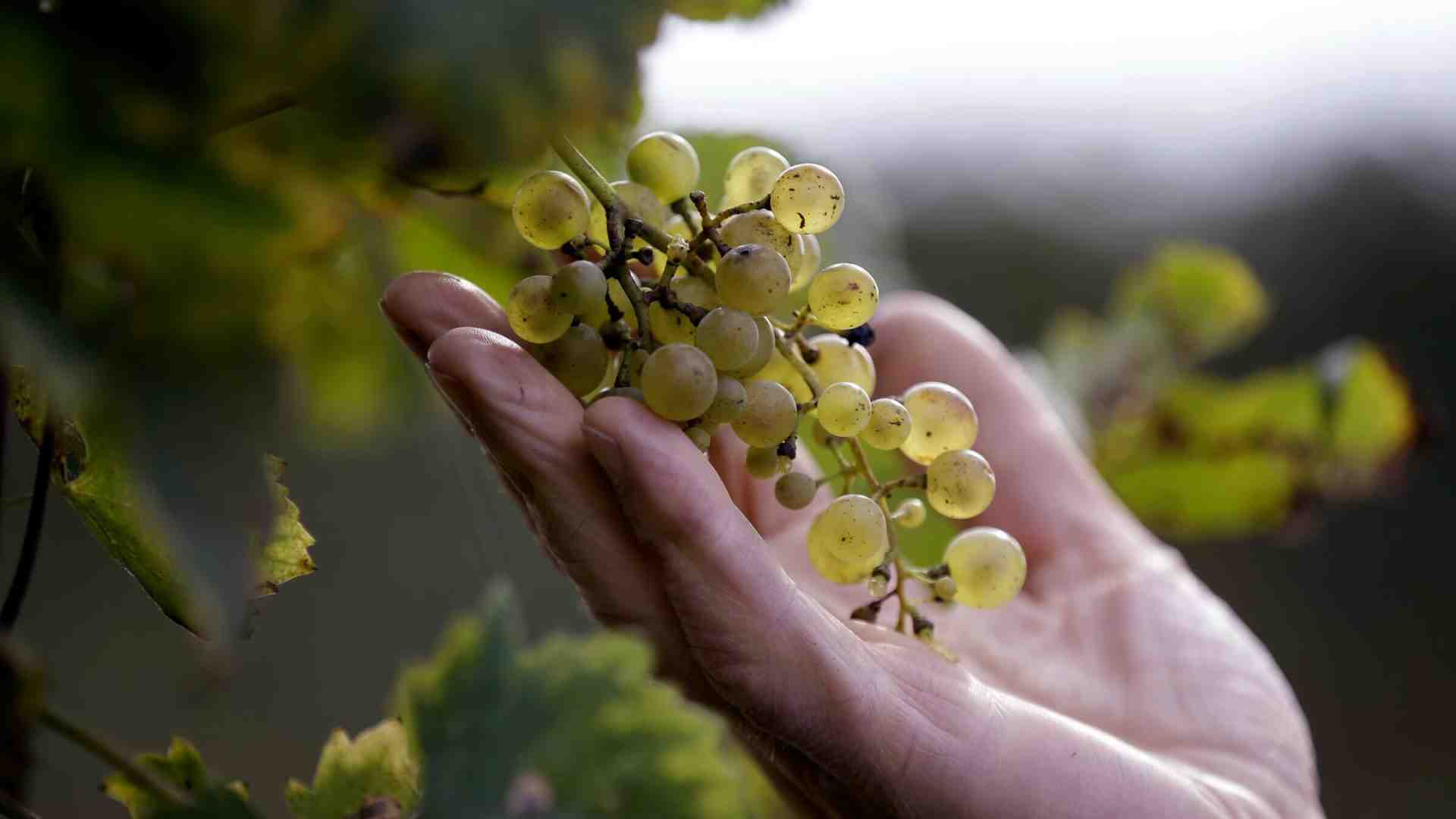 Vignaioli e ristoratori del nord contro il codice della strada di Salvini: "Ci danneggia"