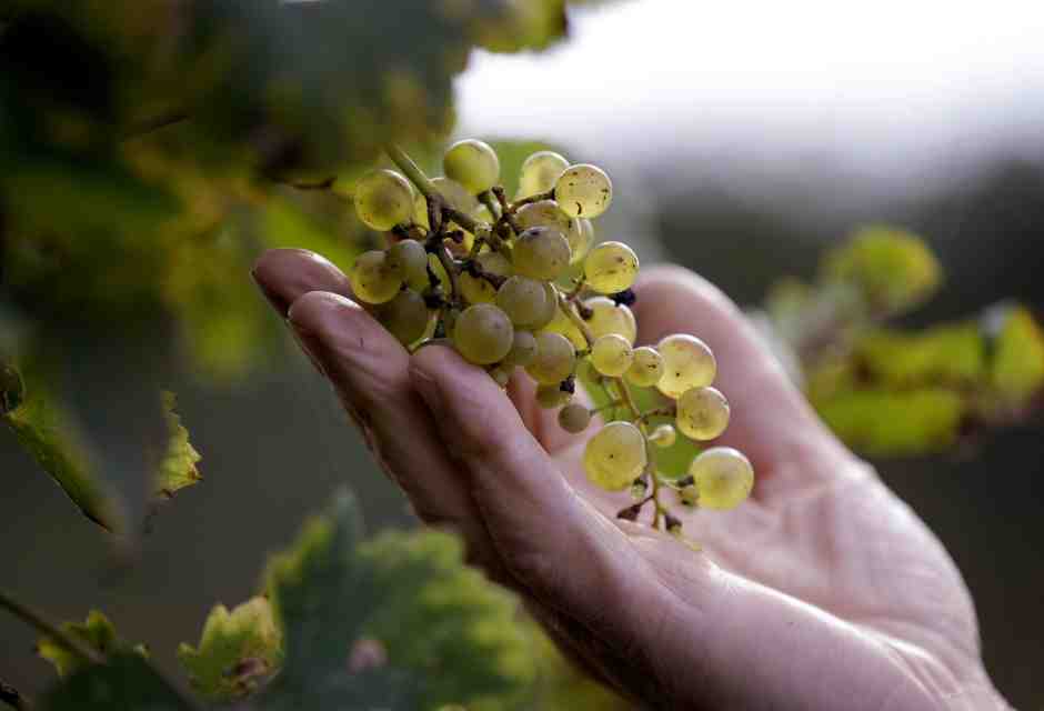 Vignaioli e ristoratori del nord contro il codice della strada di Salvini: "Ci danneggia"