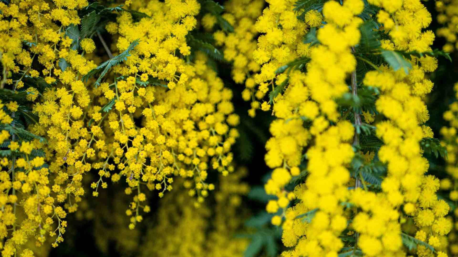 Chi decide se una festa è importante, se le mimose sono belle