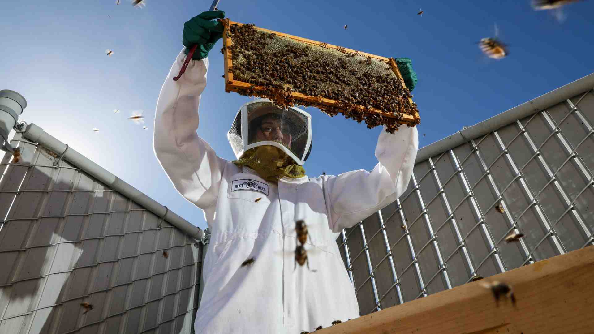 Dopo le uova, il miele. Ma la scarsità di impollinatori è un rischio più grande