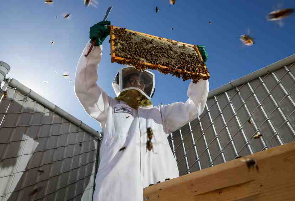 Dopo le uova, il miele. Ma la scarsità di impollinatori è un rischio più grande