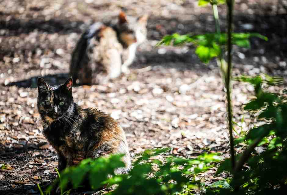 Medicina selvatica: come gli animali curano se stessi