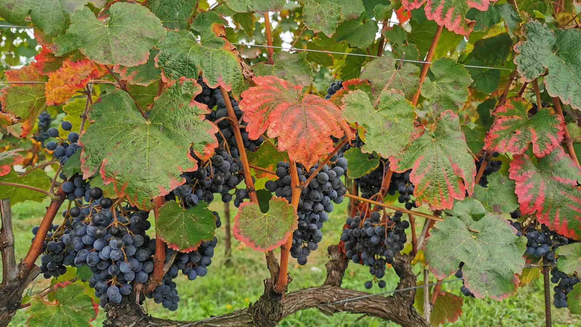 E' incredibile che l'Italia non abbia un Museo Nazionale del Vino
