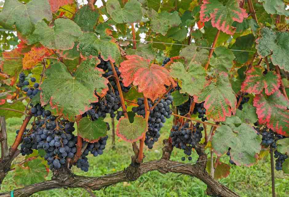 E' incredibile che l'Italia non abbia un Museo Nazionale del Vino