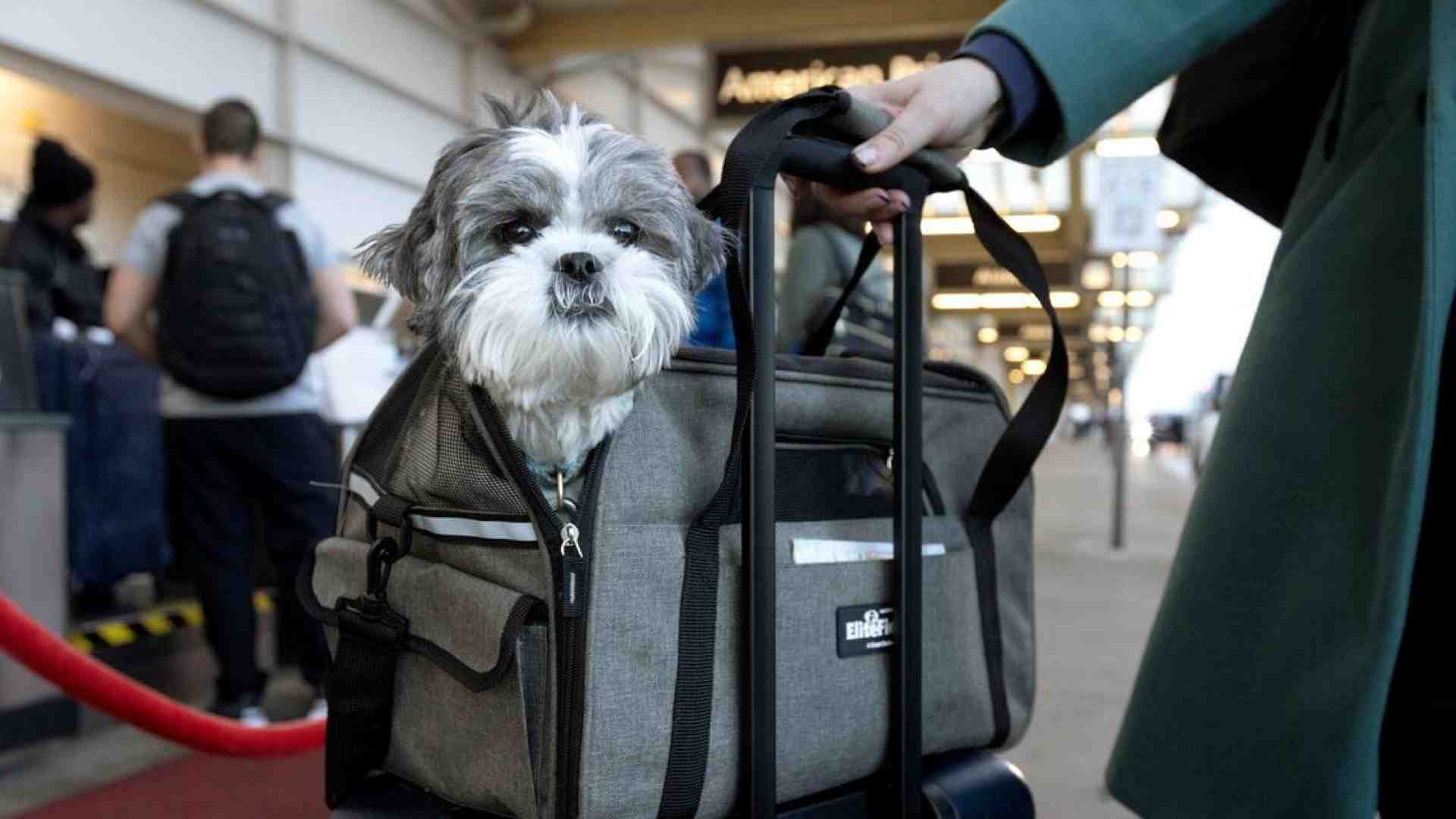 Cinture allacciate anche per i cani, la delibera Enac cambia le regole