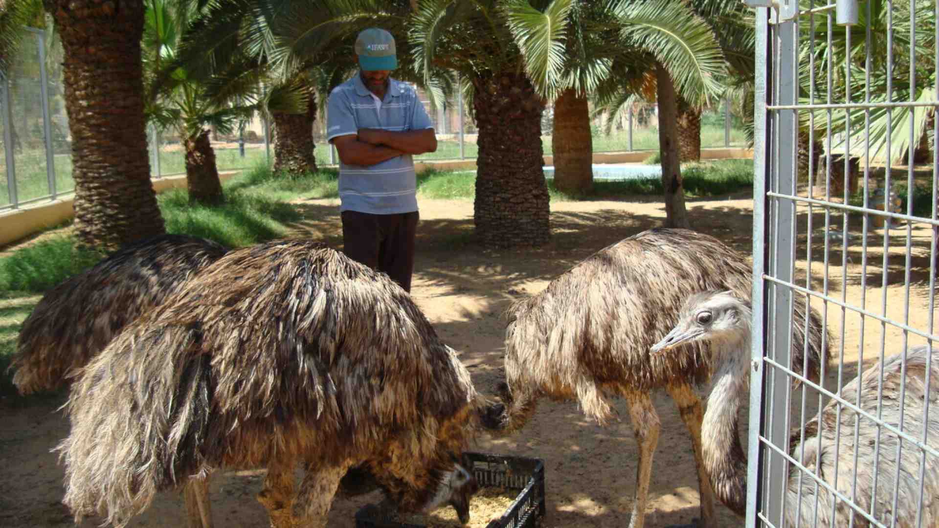 La strage dello zoo di Tripoli