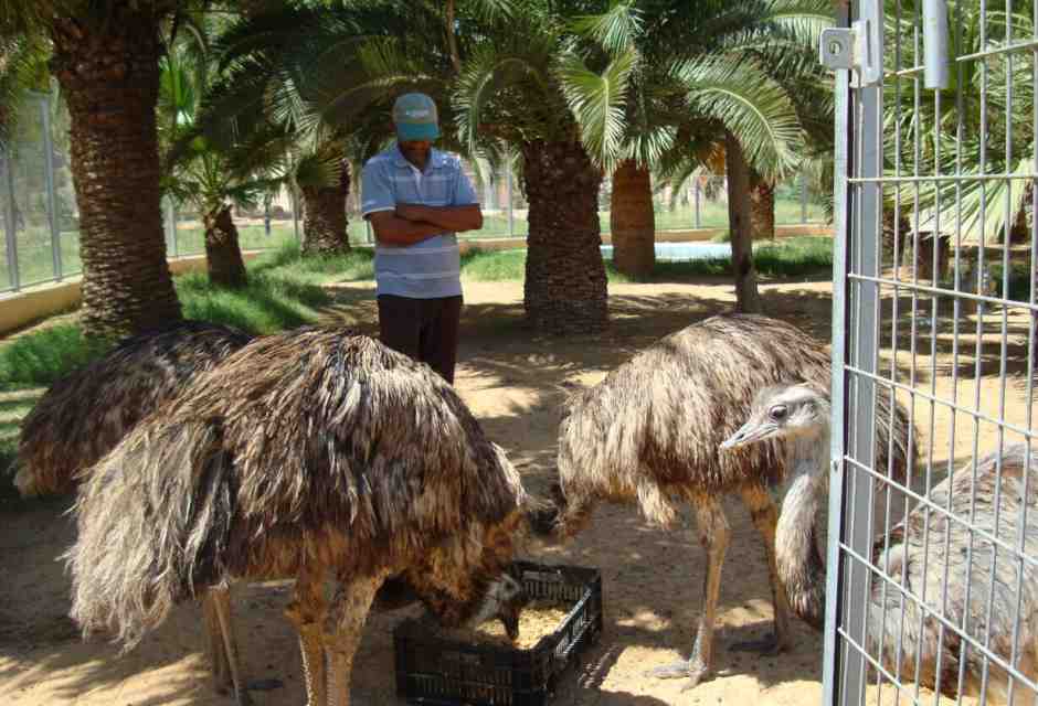 La strage dello zoo di Tripoli
