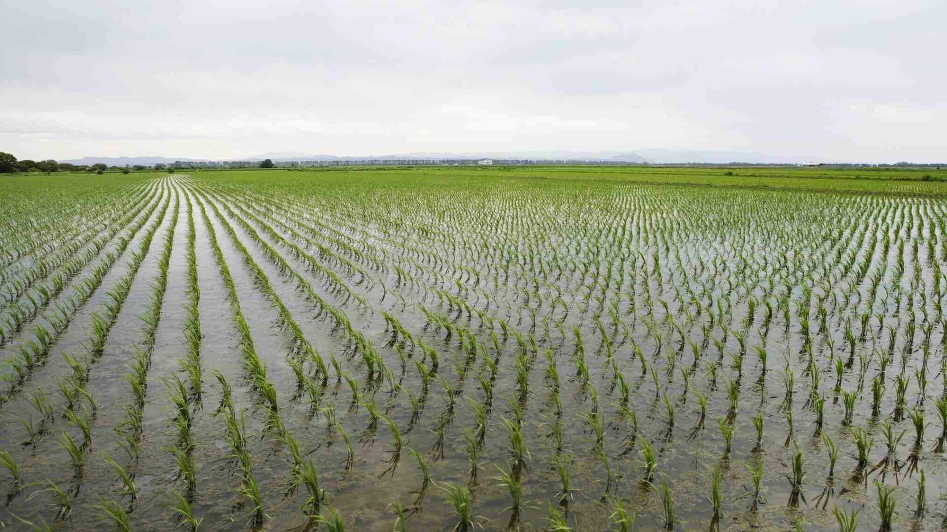 La Vittoria del riso: la ricerca genetica ricomincia da tre (campi)