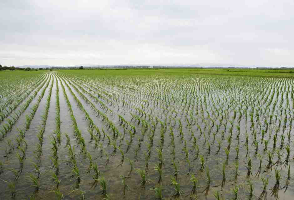 La Vittoria del riso: la ricerca genetica ricomincia da tre (campi)