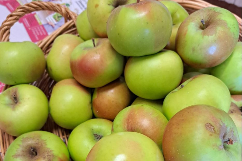 La mela Pomella dell'Oltrepò Pavese - G.Matarazzo