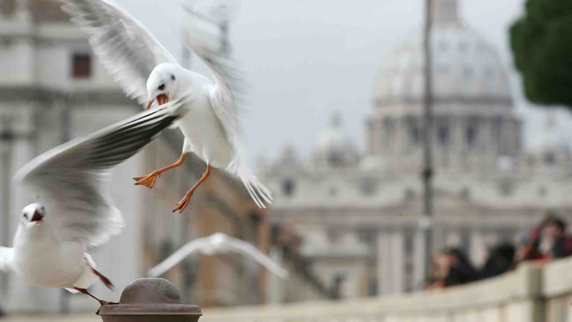 Perché occorre liberalizzare la caccia ai gabbiani