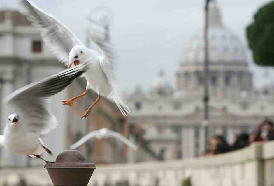 Perché occorre liberalizzare la caccia ai gabbiani