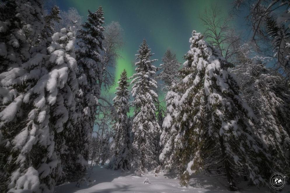 L'aurora boreale che danza sulle silenziose foreste lapponi