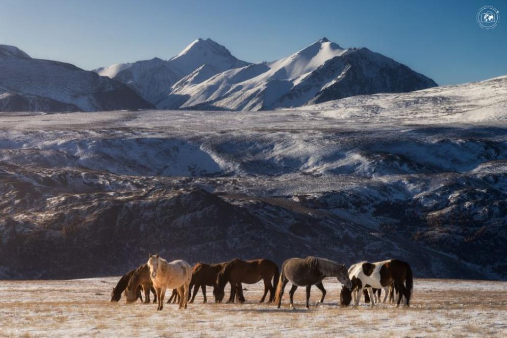 Cavalli in libertà in alta montagna