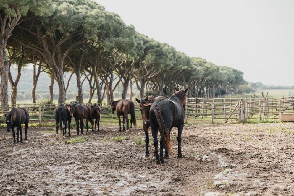 I cavalli del Parco della Maremma - Comune di Grosseto - Edoardo Lenzi
