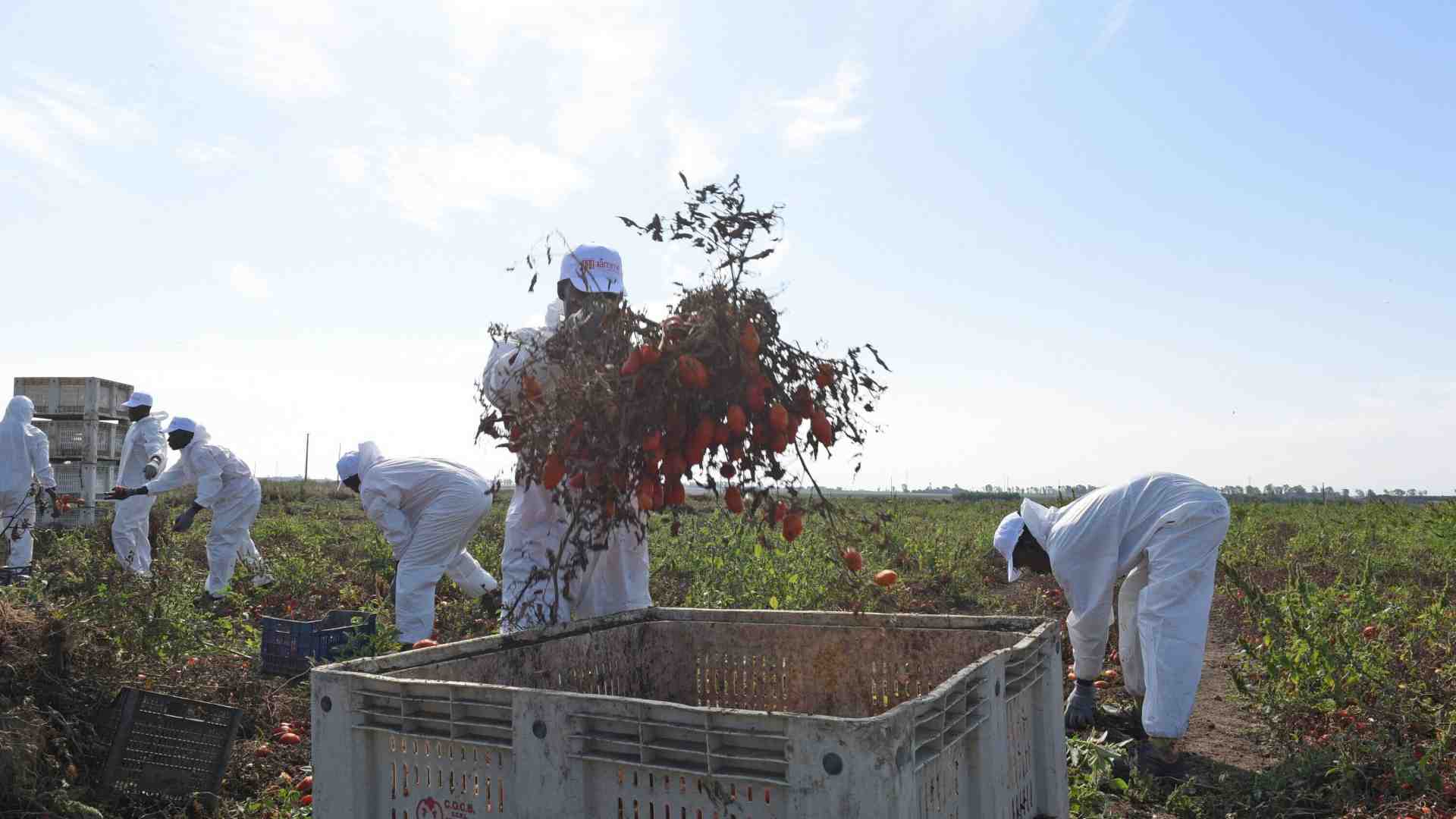 Meloni vara un nuovo decreto flussi: via libera all’ingresso di mezzo milione di immigrati nei prossimi tre anni