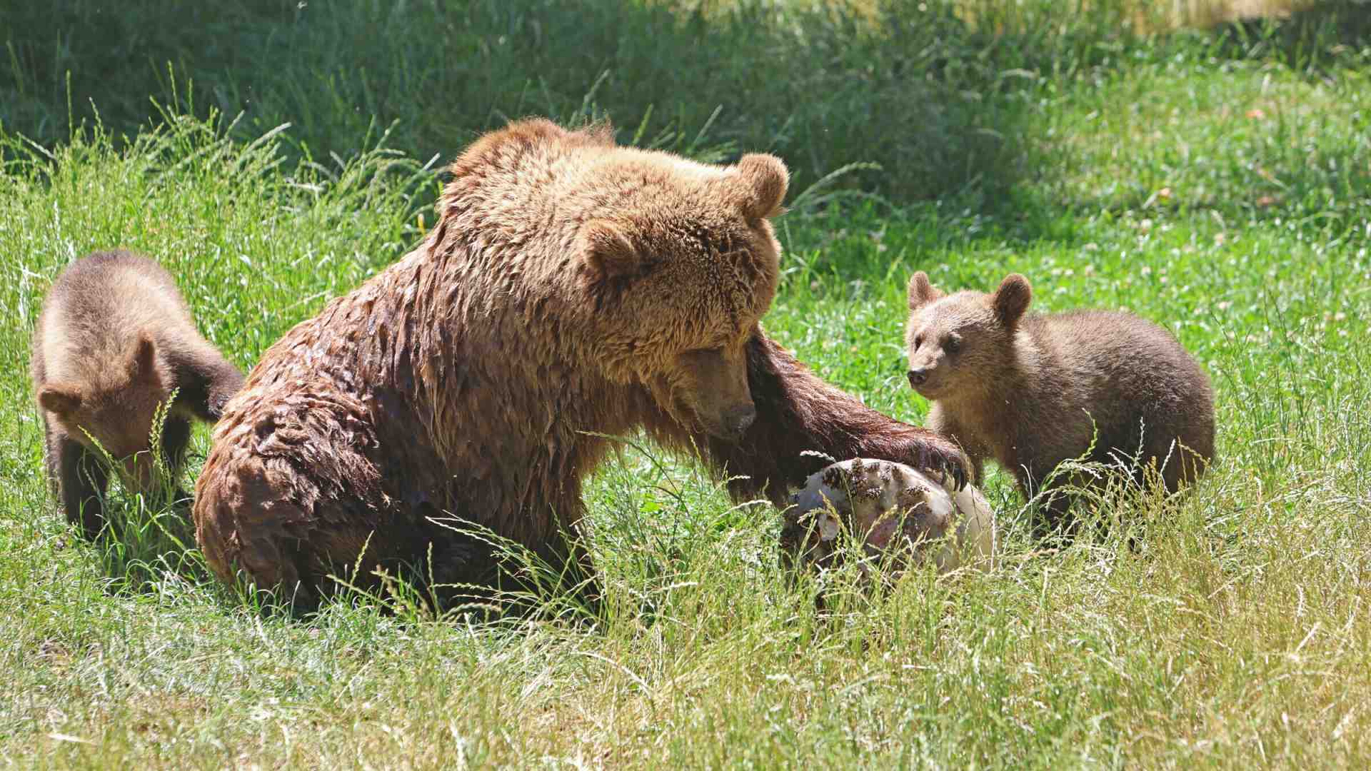 Cari animalisti, gli animali non sono buoni o cattivi: sono semplicemente animali