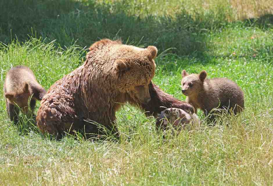 Cari animalisti, gli animali non sono buoni o cattivi: sono semplicemente animali