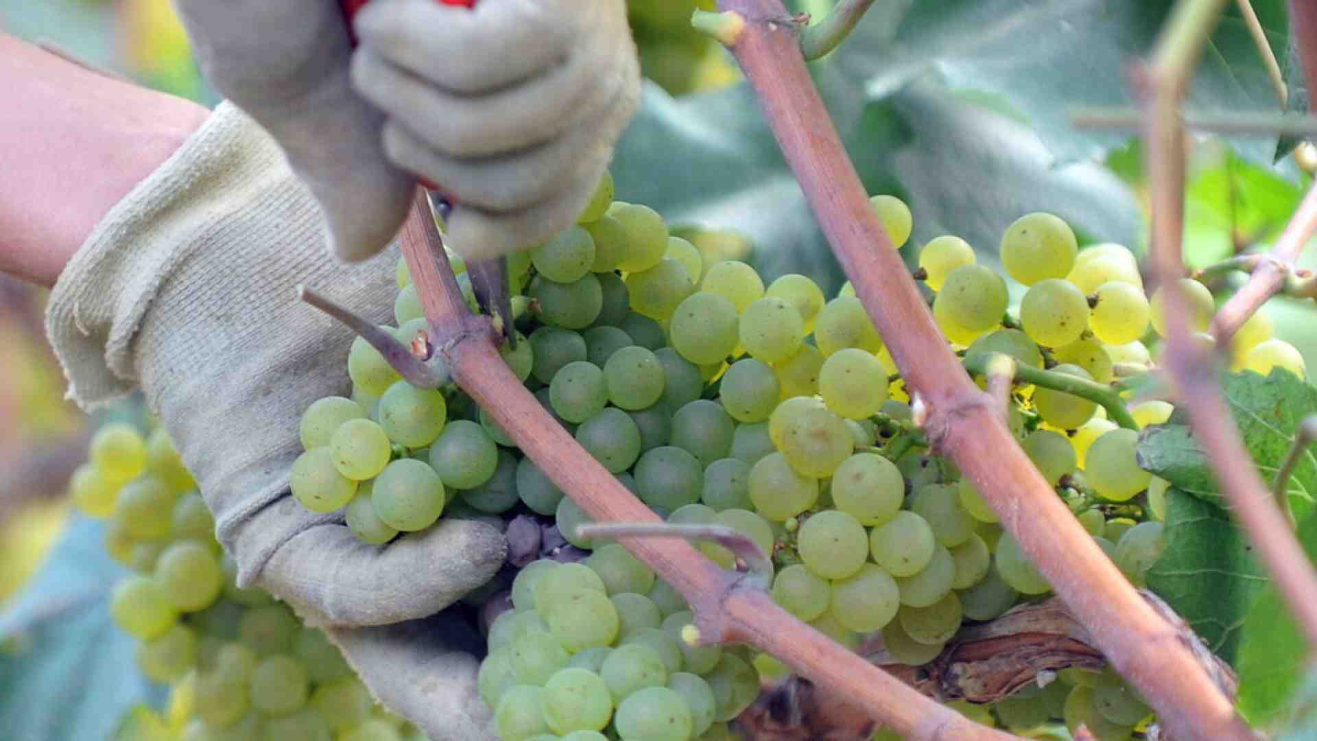 A Lavello insultano i vini lucani