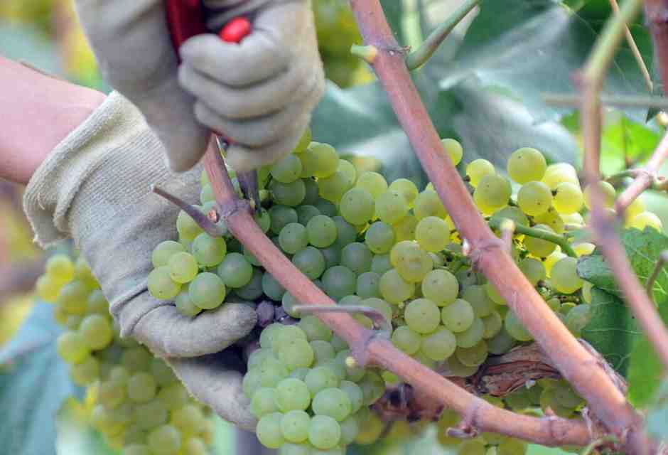 A Lavello insultano i vini lucani