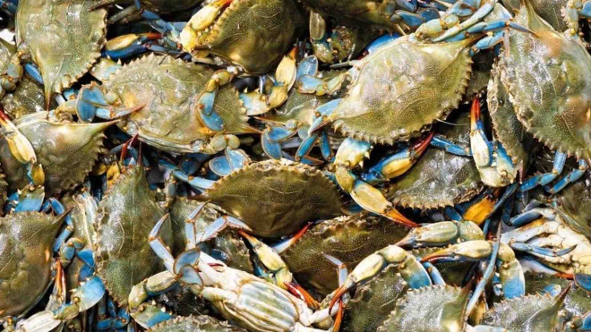 Granchio blu, vendite in aumento del 42%, ma calano i guadagni