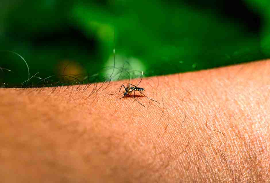 West Nile. Rocca: "Niente allarmismi, non è il Covid. Ma interveniamo"