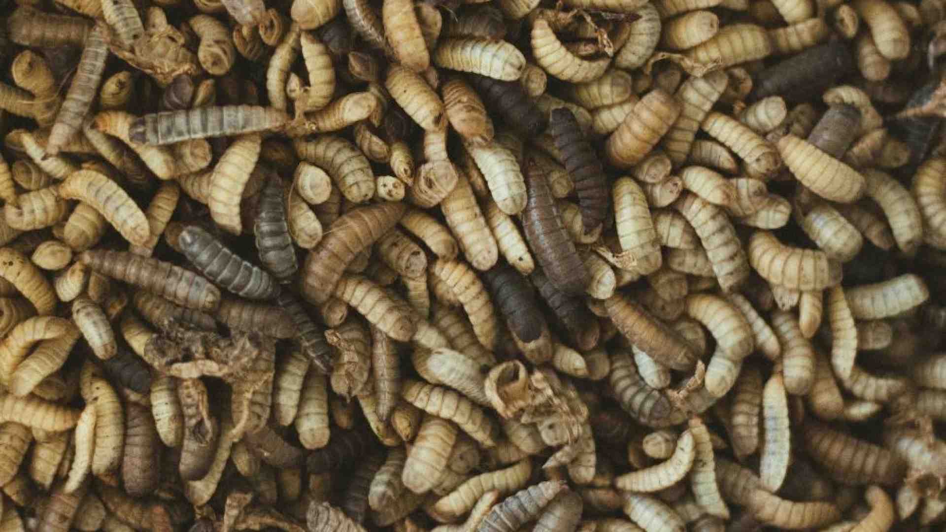 Un banchetto di larve di mosca: la sorprendente dieta dei Neanderthal