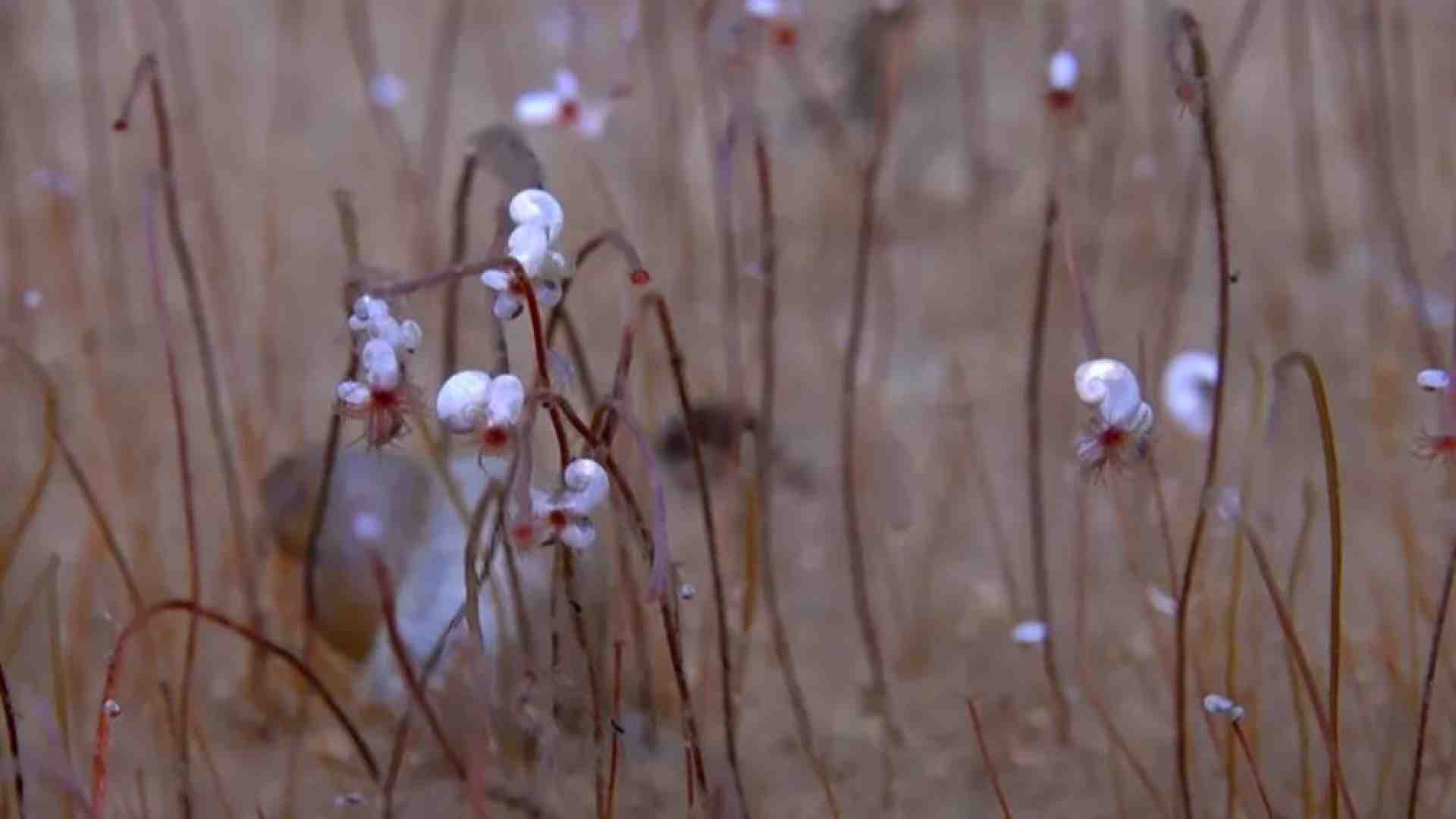 In fondo al mare e senza ossigeno, ma la vita c'è. E va a metano
