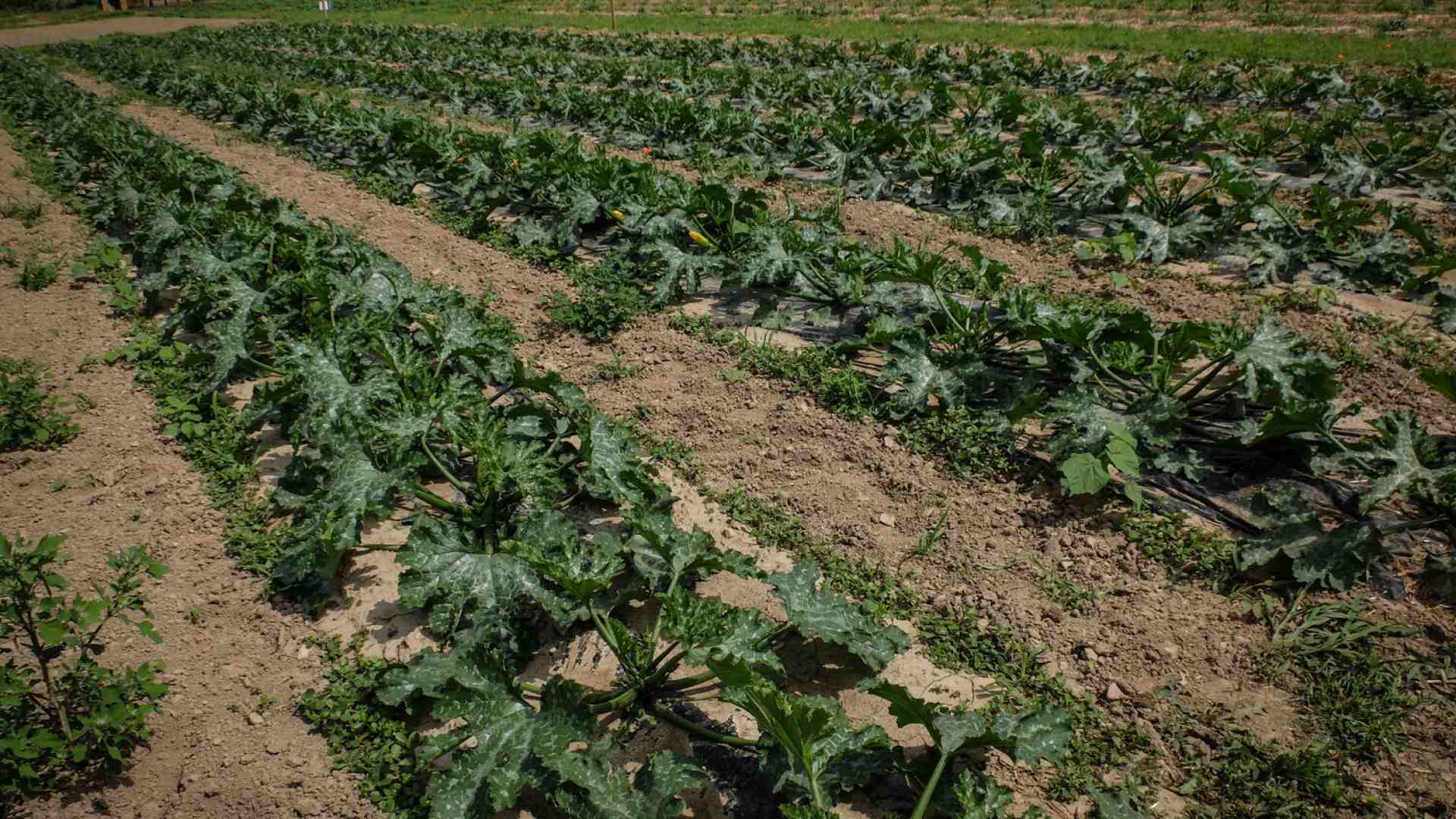 Il biologico è una superstizione insostenibile, aboliamolo