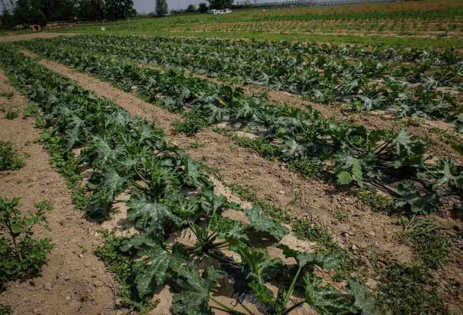 Il biologico è una superstizione insostenibile, aboliamolo