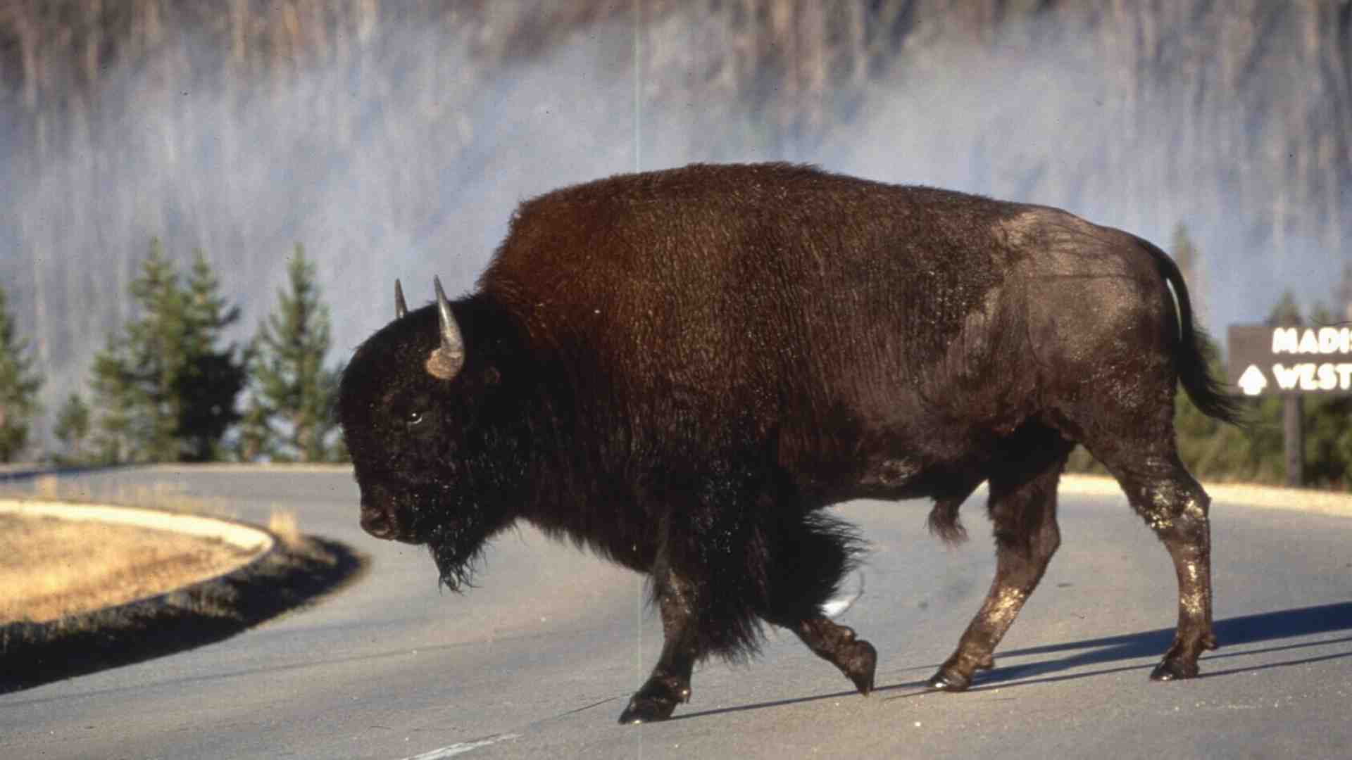 Entusiasmarsi per l'America profonda