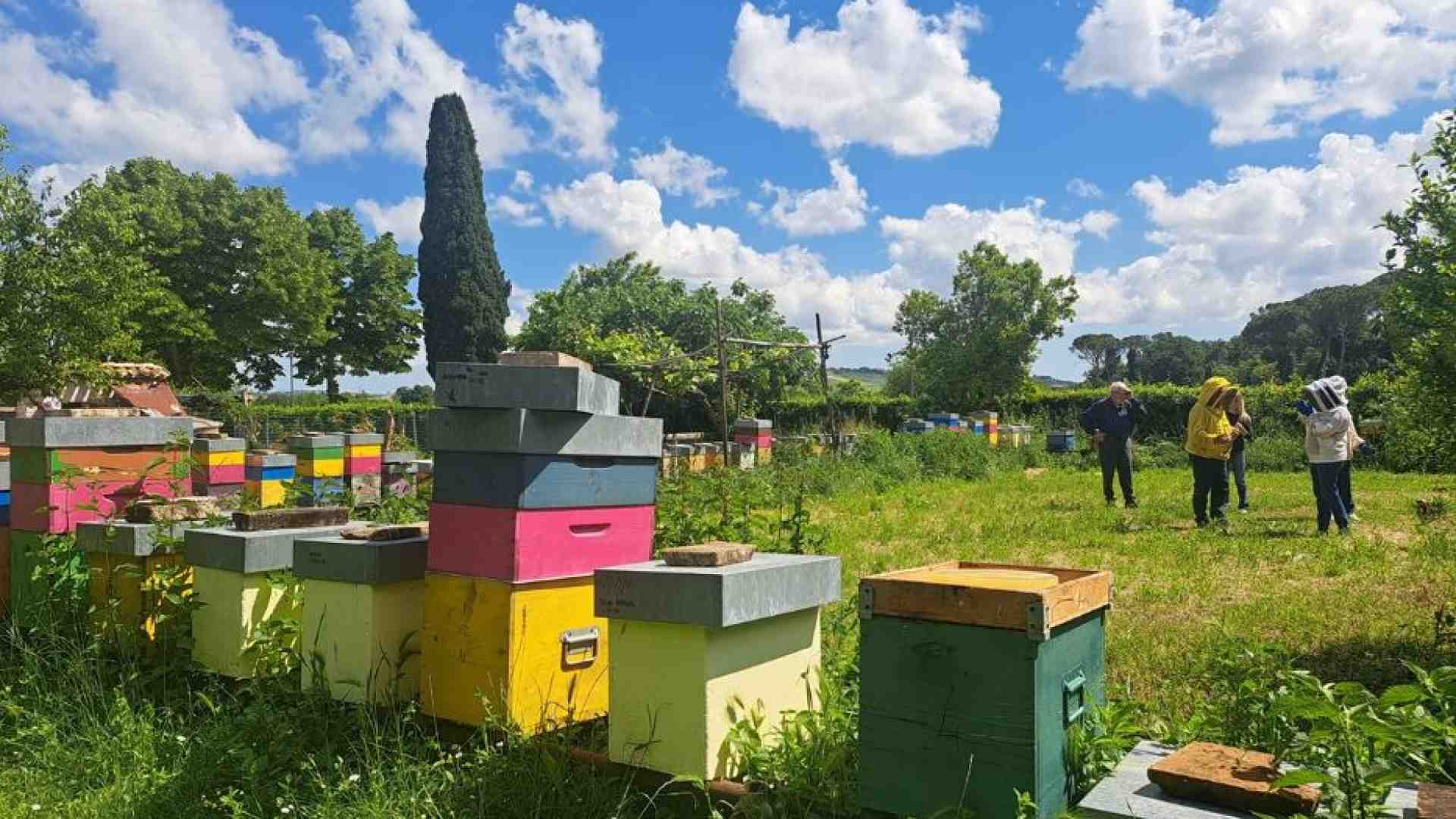 Macerata, in viaggio seguendo il ronzio delle api