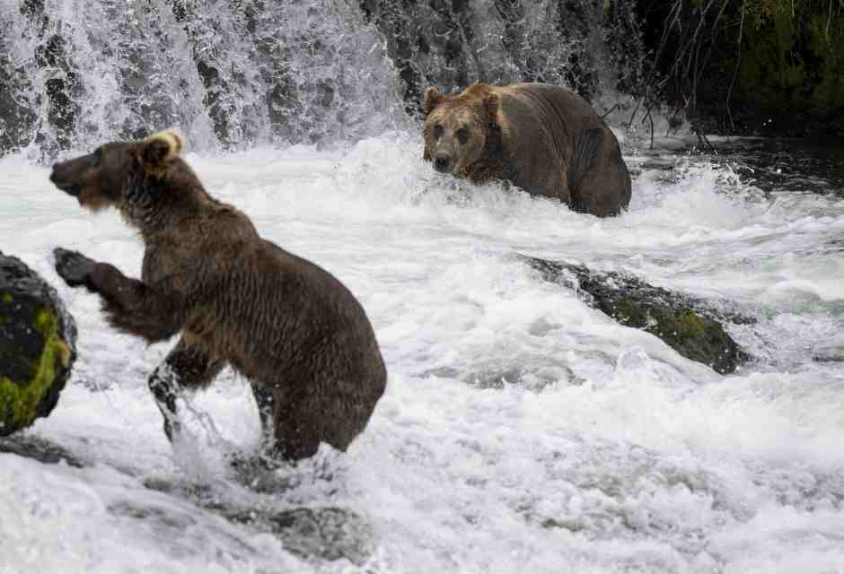 La natura inospitale e feroce dell’Alaska di Herzog. Con gli orsi. Un monito