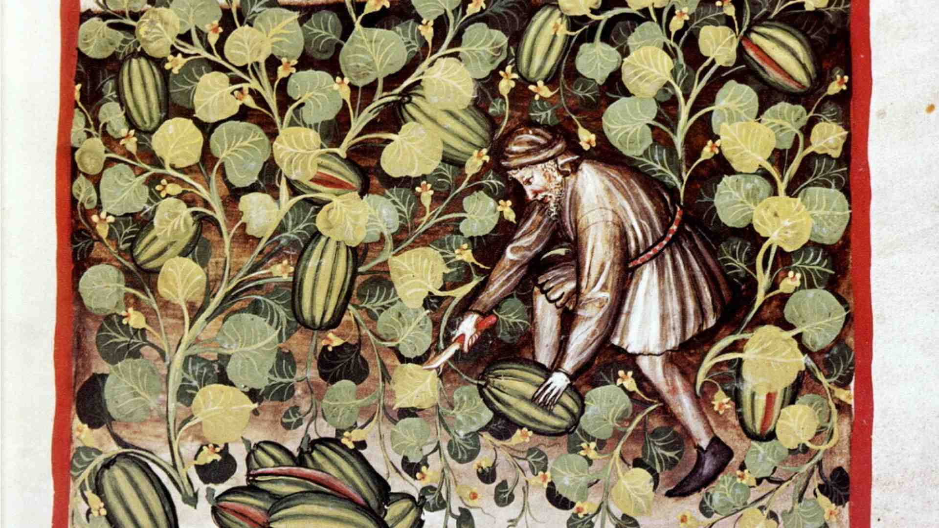 Cocomeri armati. Storie e guerre del re dei frutti