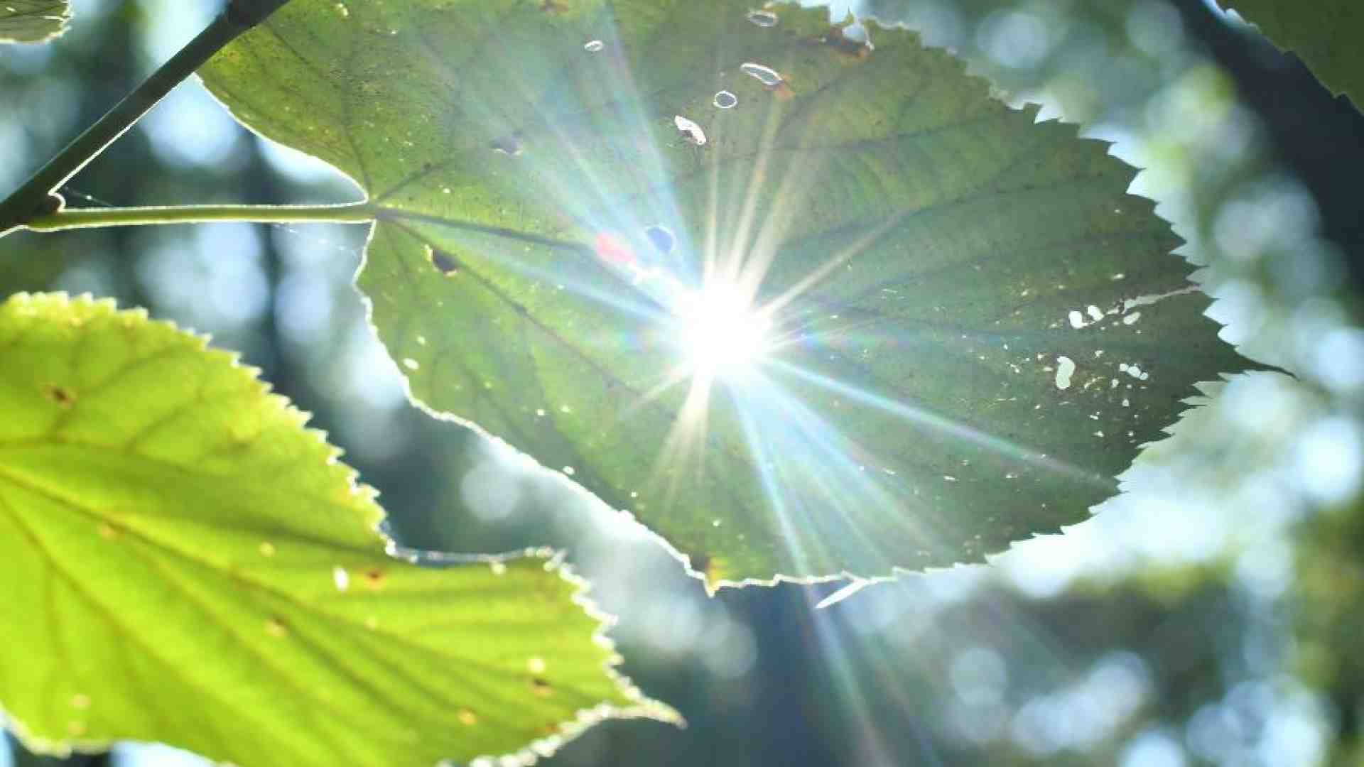 Imitare le piante: la fotosintesi artificiale come via per la sostenibilità