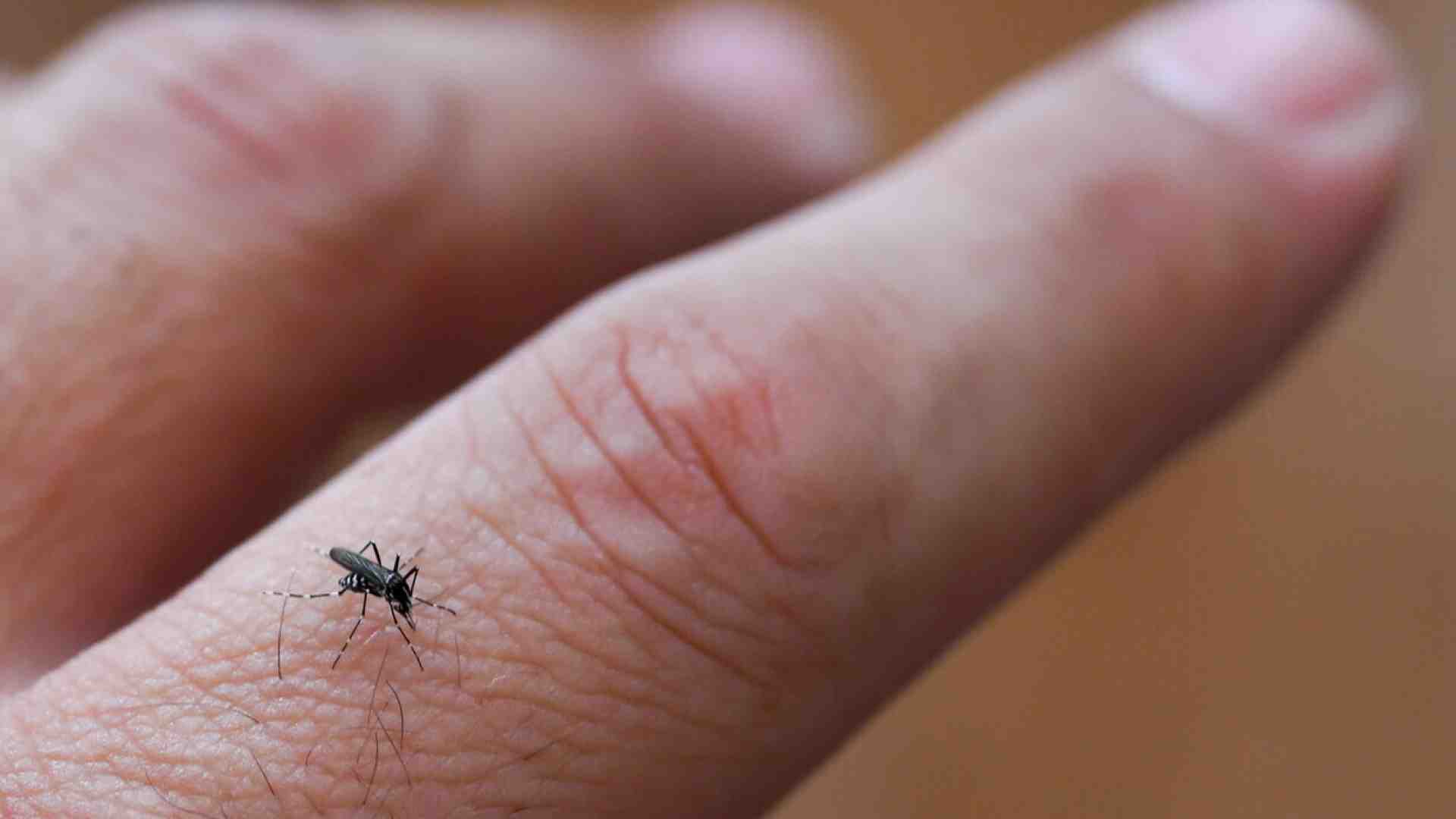 Guerra alle zanzare. Studi ed esperimenti per arginare i rischi di contagio, non solo di West Nile
