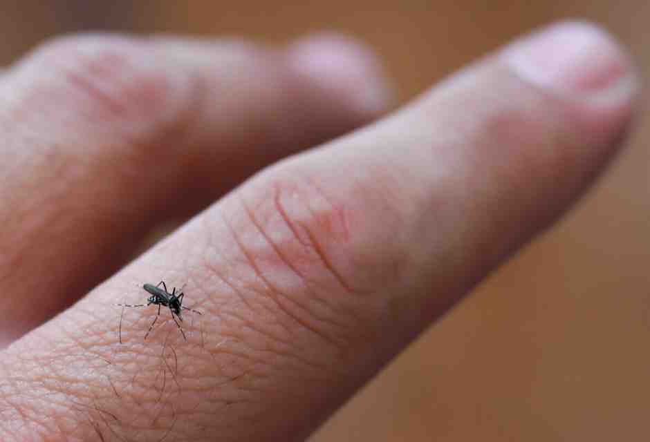 Guerra alle zanzare. Studi ed esperimenti per arginare i rischi di contagio, non solo di West Nile