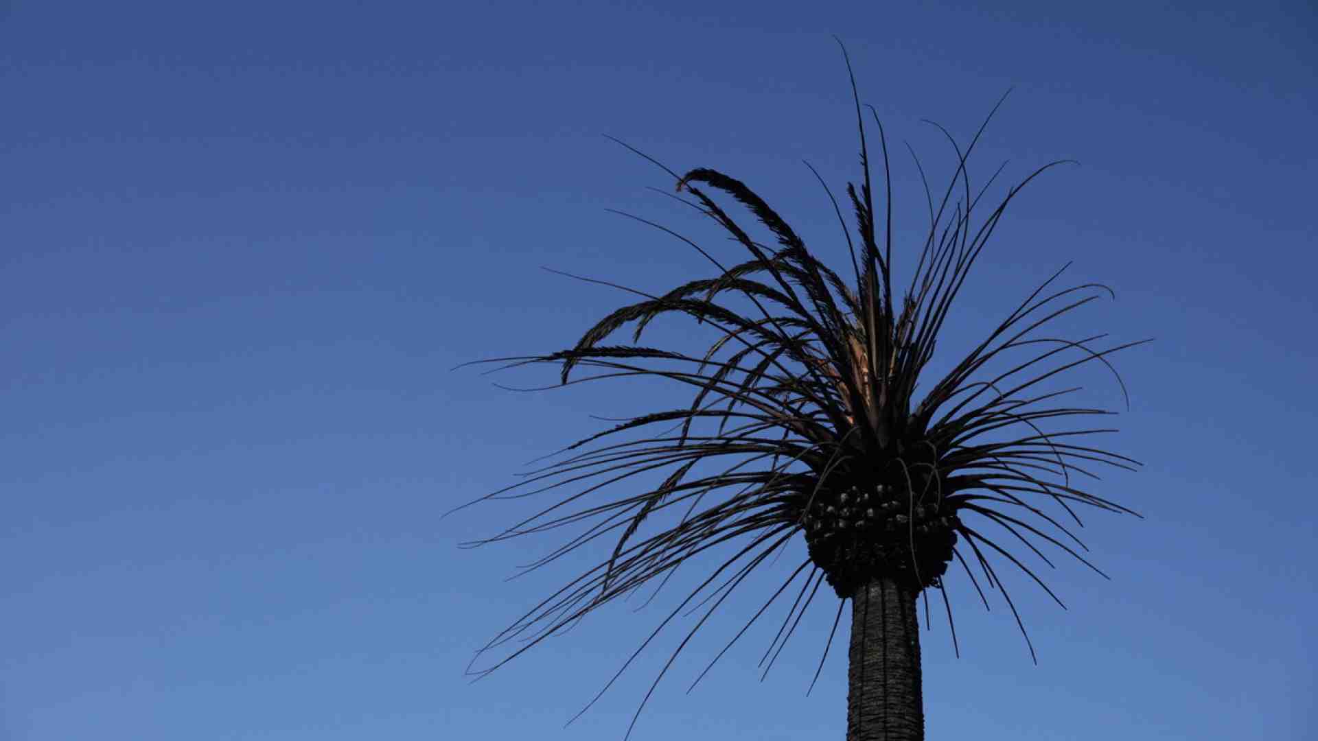 La triste scomparsa delle palme a Los Angeles