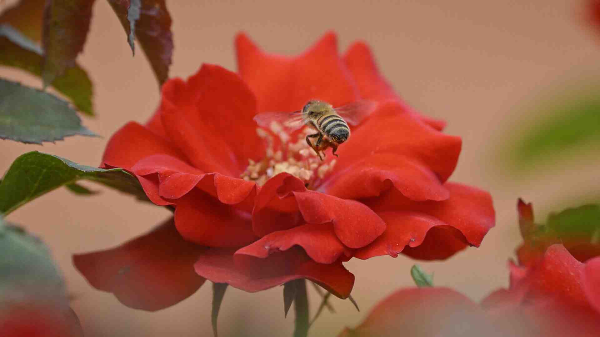 I nostri cervelli condividono una comune grammatica del colore