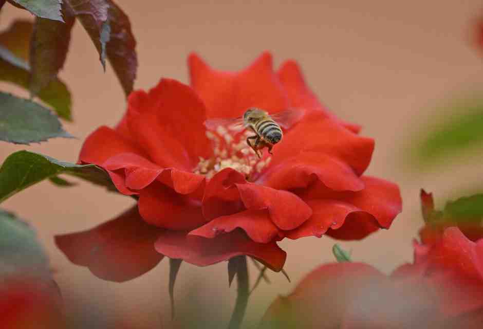 I nostri cervelli condividono una comune grammatica del colore