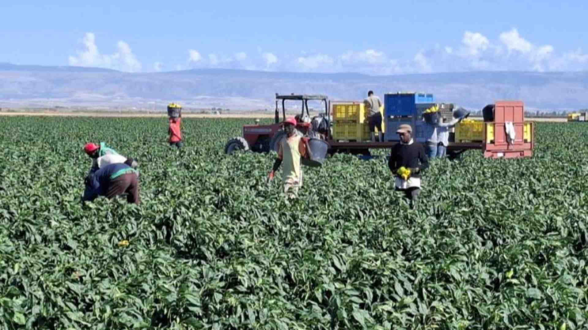 Dove resistono i caporali: a Borgo Mezzanone l'integrazione è sospesa