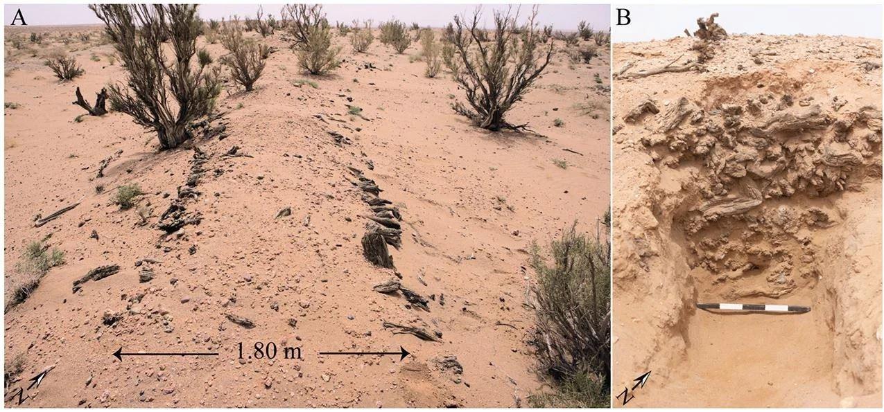 Un tratto del muro che circonda uno dei recinti del grande muro. (A) Sezione esposta della parte interna del muro di cinta, che raffigura un uso estensivo del legno (B) - D. Golan et al., Land (2025)