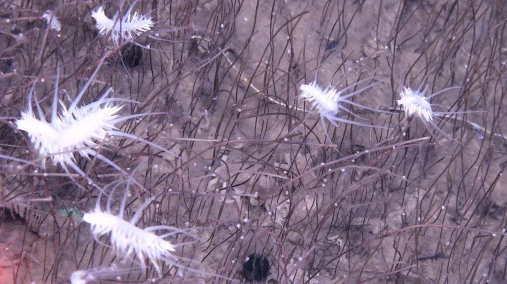 Le creature bianche e spinose si chiamano Macellicephaloides grandicirra. Qui sono fotografate in dense colonie di vermi tubicoli che possono raggiungere i 30 cm di lunghezza - Institute of Deep-sea Science and Engineering, CAS