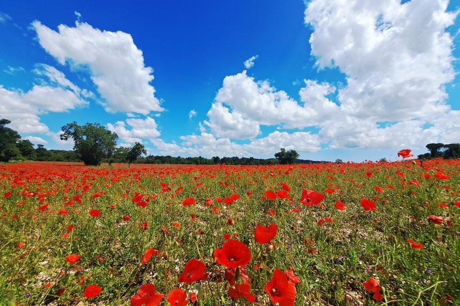 Un campo di papaveri lungo la Strada del Miele di Macerata - G.Matarazzo