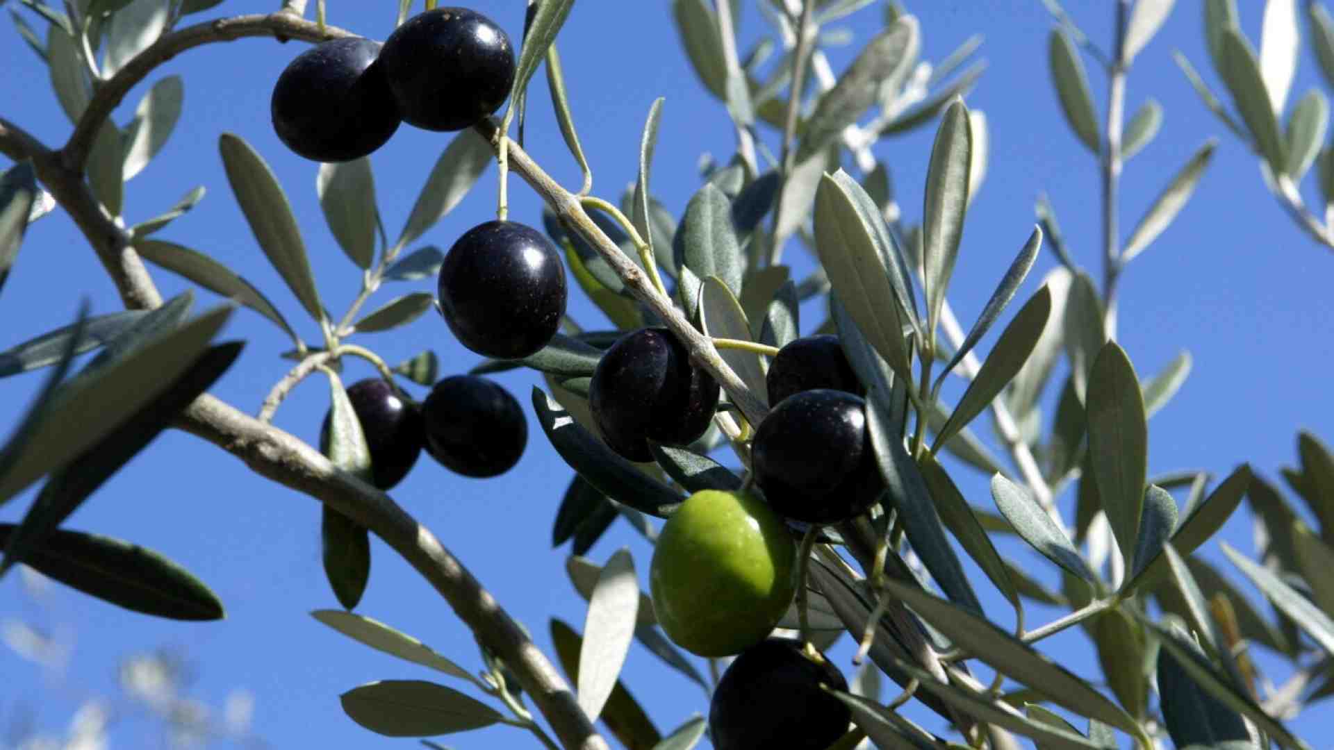 La pazza legge di Urso e Lollobrigida contro il Made in Italy che ha messo in crisi il settore olivicolo