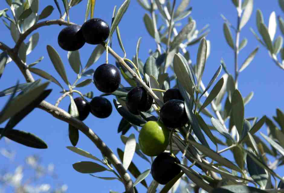 La pazza legge di Urso e Lollobrigida contro il Made in Italy che ha messo in crisi il settore olivicolo