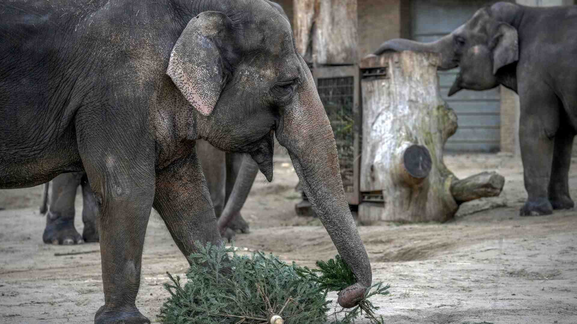 Gli zoo sotto le bombe: quando anche gli animali subiscono la guerra